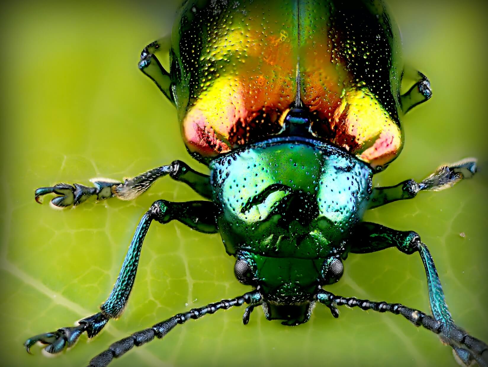 Infected with adware and computer spyware