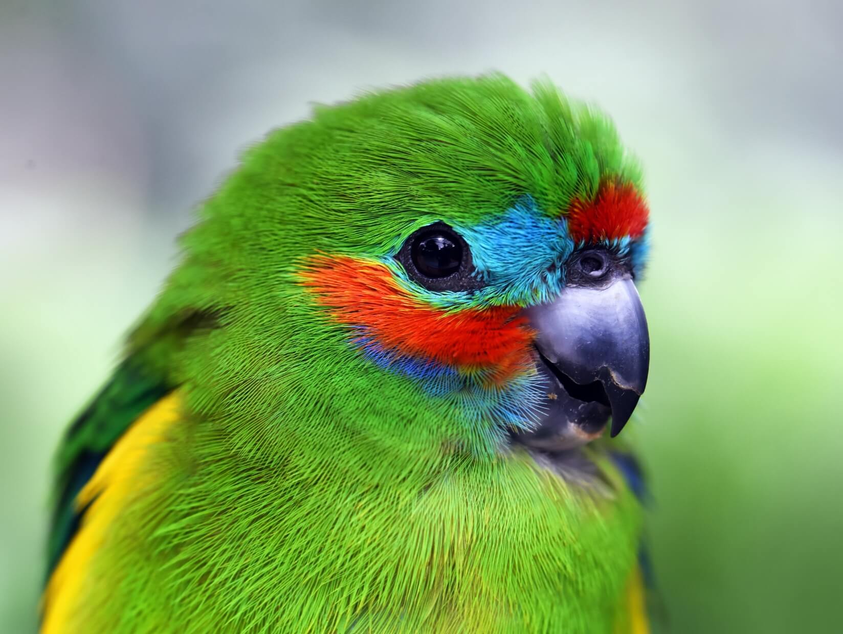 Infected with adware and computer spyware